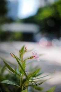 Close-up of pink flowering plant