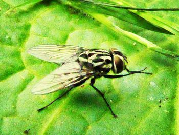 Close-up of insect on leaf