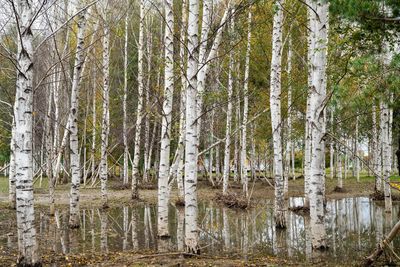 Scenic view of lake in forest