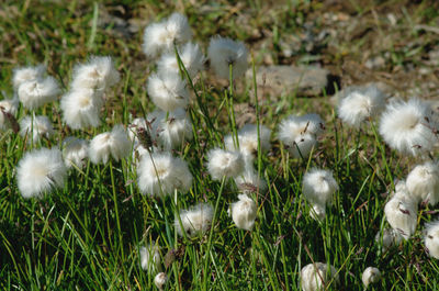 High angle view of white flowering plants on field