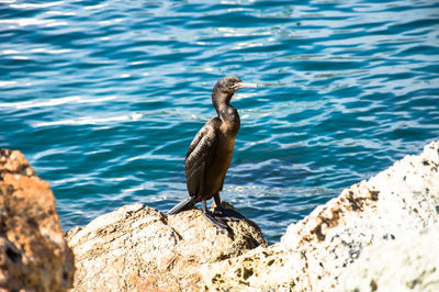 Bird perching on rock by sea