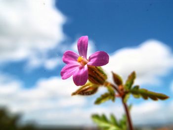 Close-up of pink frangipani blooming outdoors