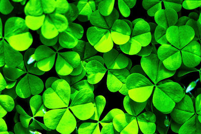 Full frame shot of green leaves