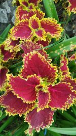 Close-up of red flowering plant