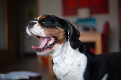 Close-up of dog looking away at home