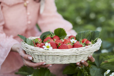 Girl holding basket full of strawberries in the greenhouse. local business. fresh summer food. 