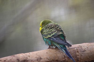 View of bird perching on branch