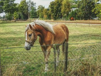 Horse standing on field