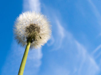 Close-up of dandelion against blue sky