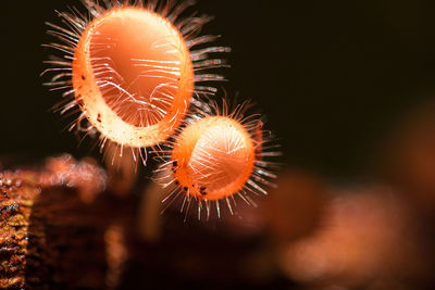 Close-up of fireworks in sea