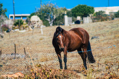 Horse standing on field