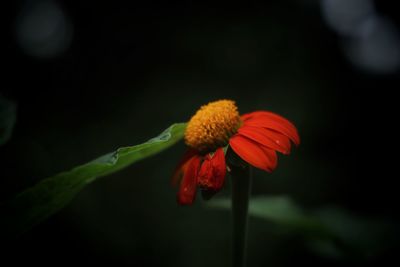 Close-up of red flower