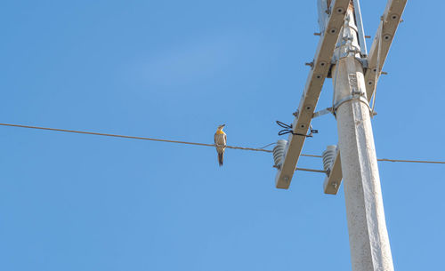 Low angle view of bird perching on cable