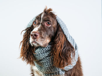Close-up of dog against white background