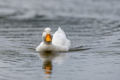Close-up of swan swimming in lake