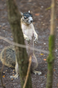 Sherman's fox squirrel standing on hind legs