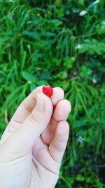 Close-up of hand holding tiny strawberry against field