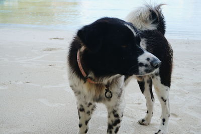 Rear view of dog