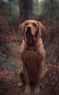 Dog looking away in forest