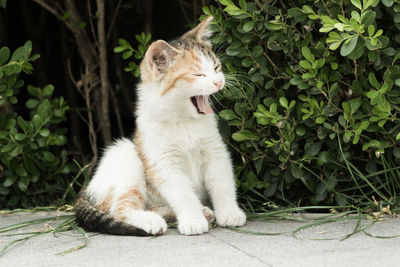 Close-up of a cat