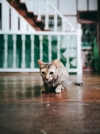 Portrait of cat sitting on floor at home