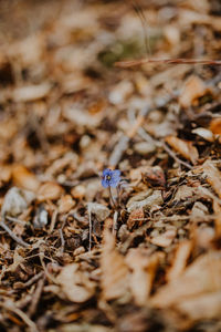 High angle view of insect on land