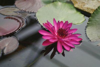 Close-up of lotus water lily