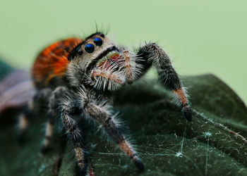 Close-up of spider