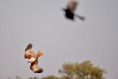 Close-up of eagle flying against clear sky