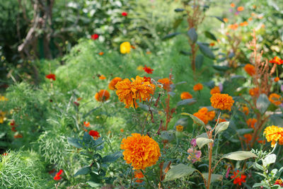 Orange flowering plants in garden