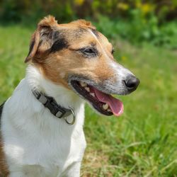 Close-up of a dog looking away