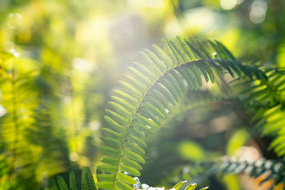 Close-up of fern leaves on tree