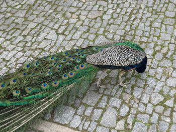 High angle view of peacock on footpath
