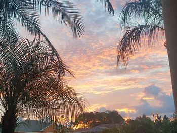 Low angle view of palm trees against sky