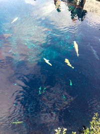 High angle view of fish swimming in lake