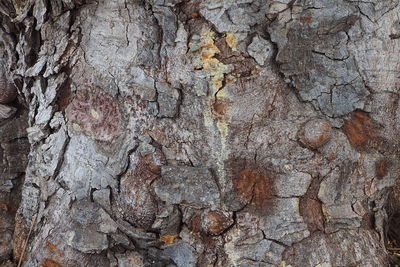 Full frame shot of tree trunk