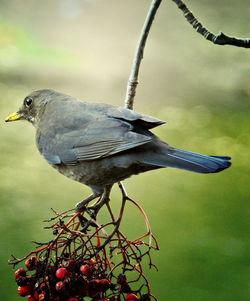 Close-up of bird perching on leaf