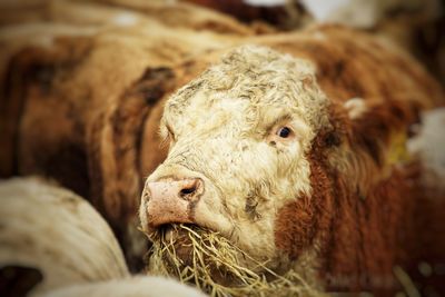 Close-up of a cow