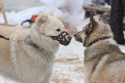 View of two dogs on snow