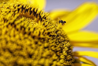 Close-up of bee pollinating on yellow flower