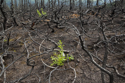 Plants grow among burned trees, kenai peninsula, alaska