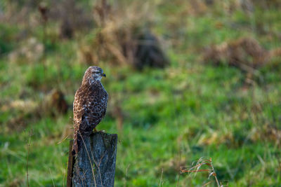 Bird perching on branch