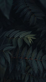 Full frame shot of palm leaves