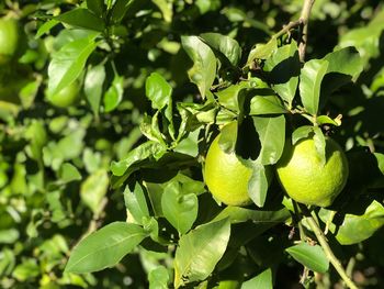 Close-up of fruits growing on tree