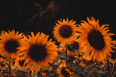 Close-up of sunflowers