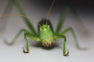 Close-up of insect on leaf