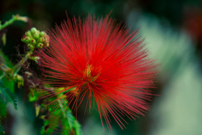 Close-up of red flower