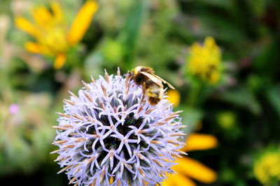 Close-up of bee on flower