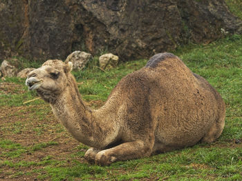 Side view of lion relaxing on field