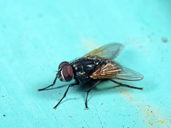 High angle view of housefly